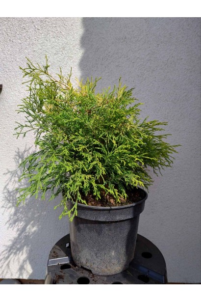 Кипарисовик Філіфера Ауреа саджанець-5л/вис.30-40см/Ø 40-50 см/4роки